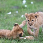 Философская концепция игры как отражения человеческого бытия